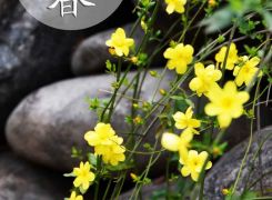 中國(guó)傳統(tǒng)文化二十四節(jié)氣之立春介紹