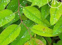 中國(guó)傳統(tǒng)文化二十四節(jié)氣之雨水